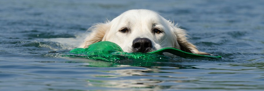 Goleden Retriever beim Schwimmen