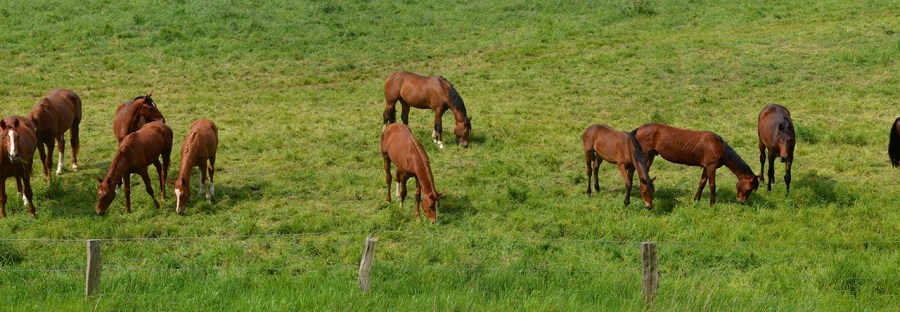 Pferde auf der Koppel